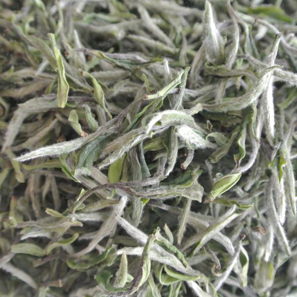 什么是南山寿眉茶