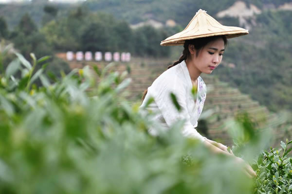 庄园茶为什么卖的那么好？