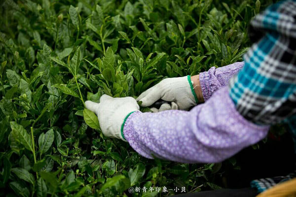 这里的庄园茶居然还听音乐