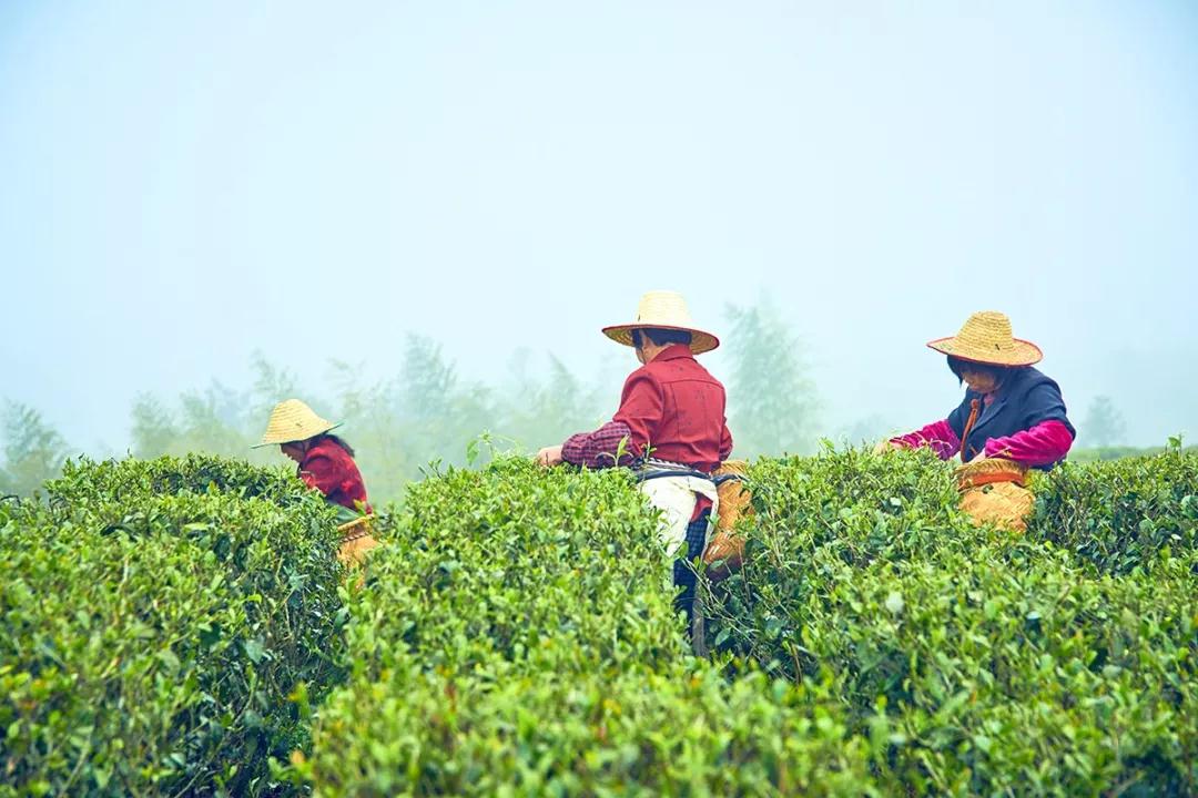 一杯白牡丹，感悟浮沉岁月