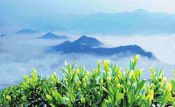 高山云雾出好茶