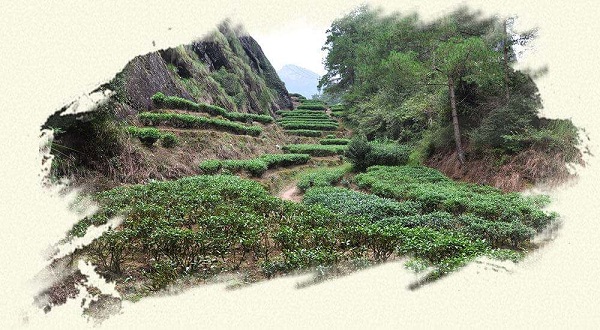 落坑落涧出好茶