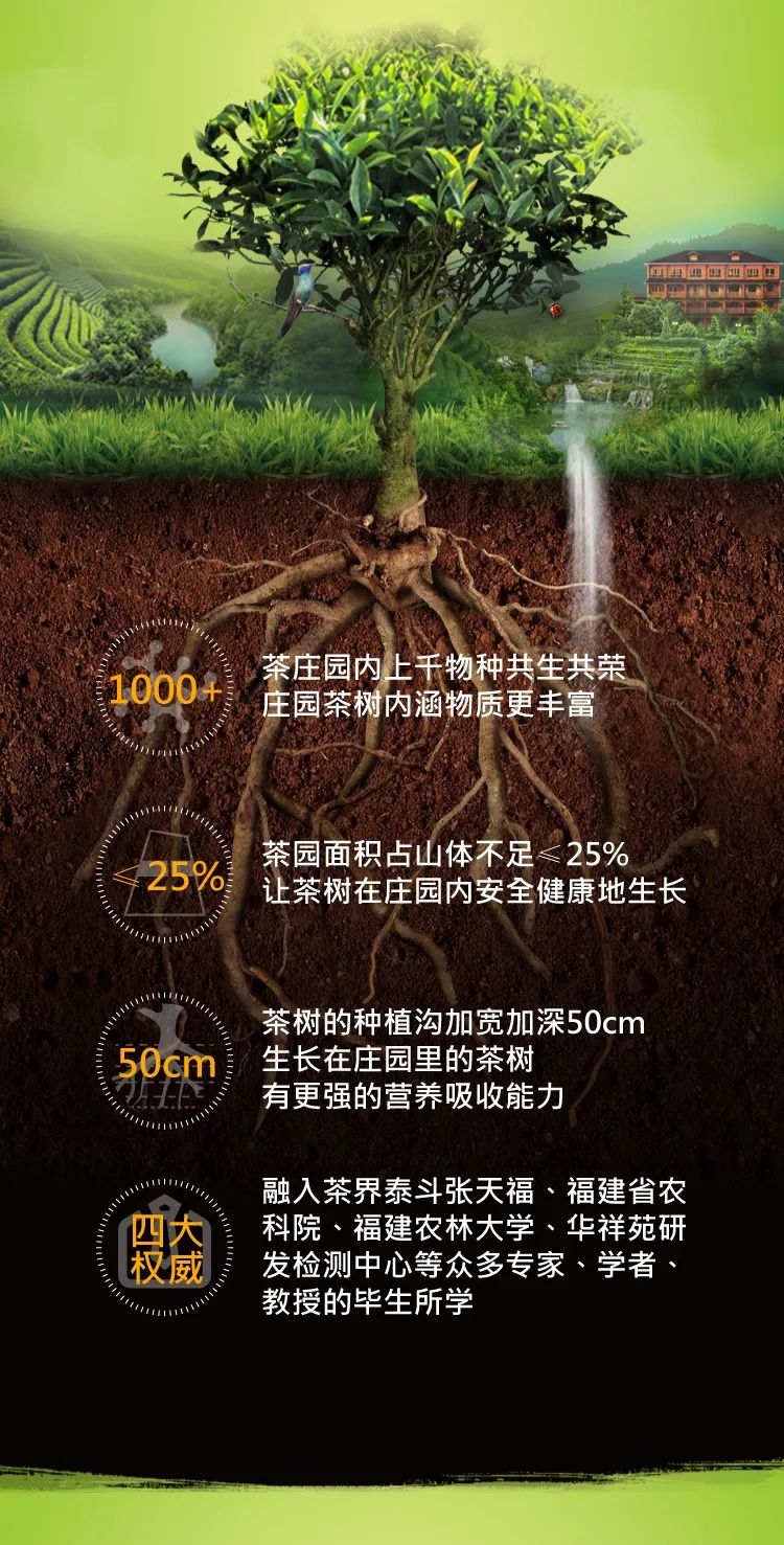 华祥苑铁观音春茶要开采啦！我们先开场，等你来捧场！